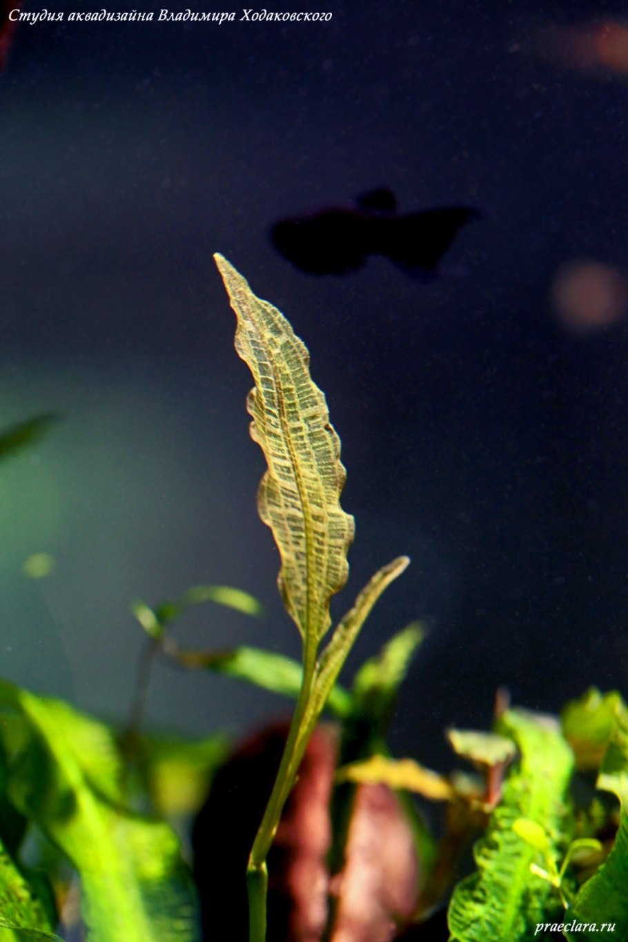 Апоногетон ундулатус