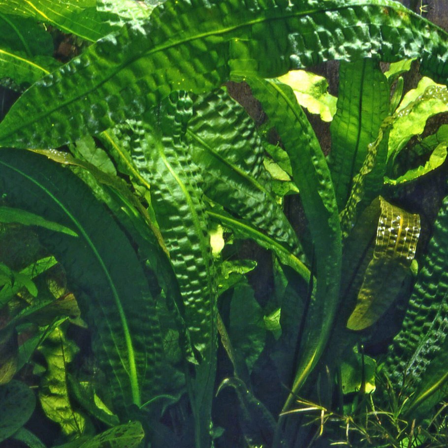 Апоногетон волнистый