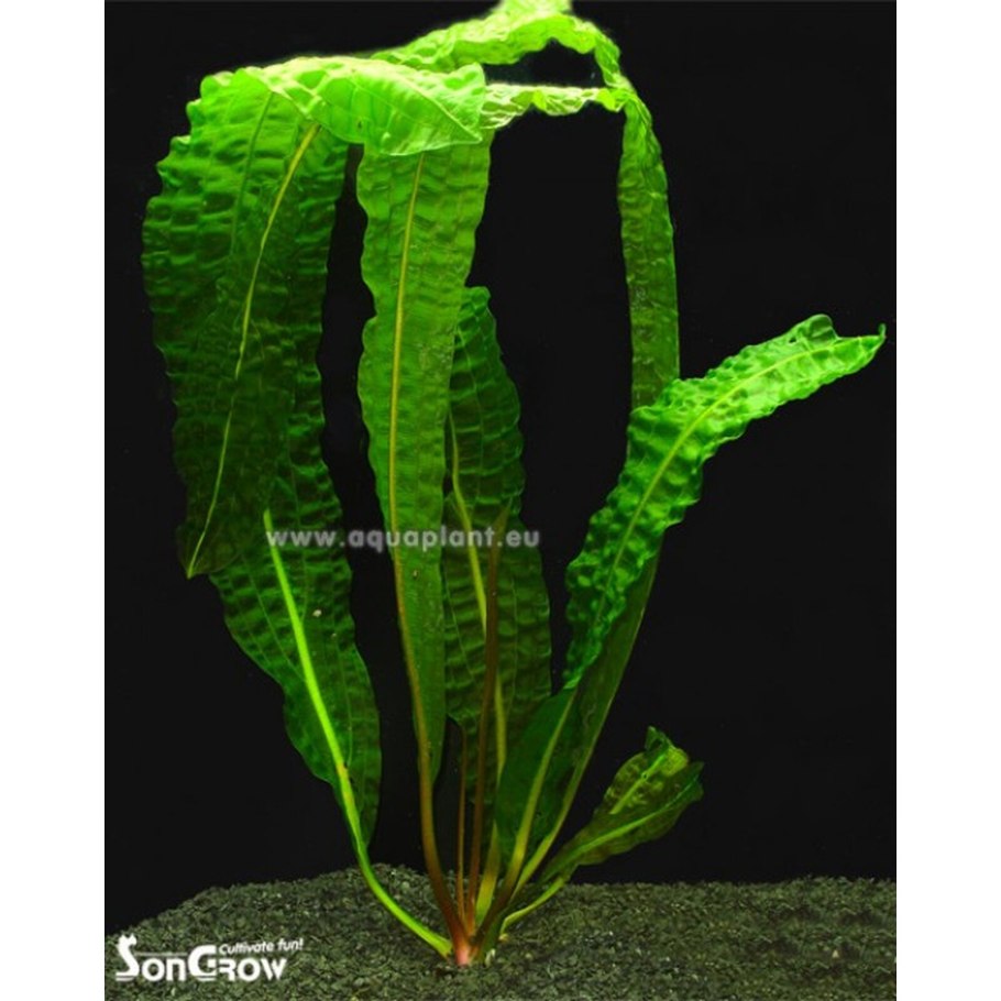 Апоногетон натанс