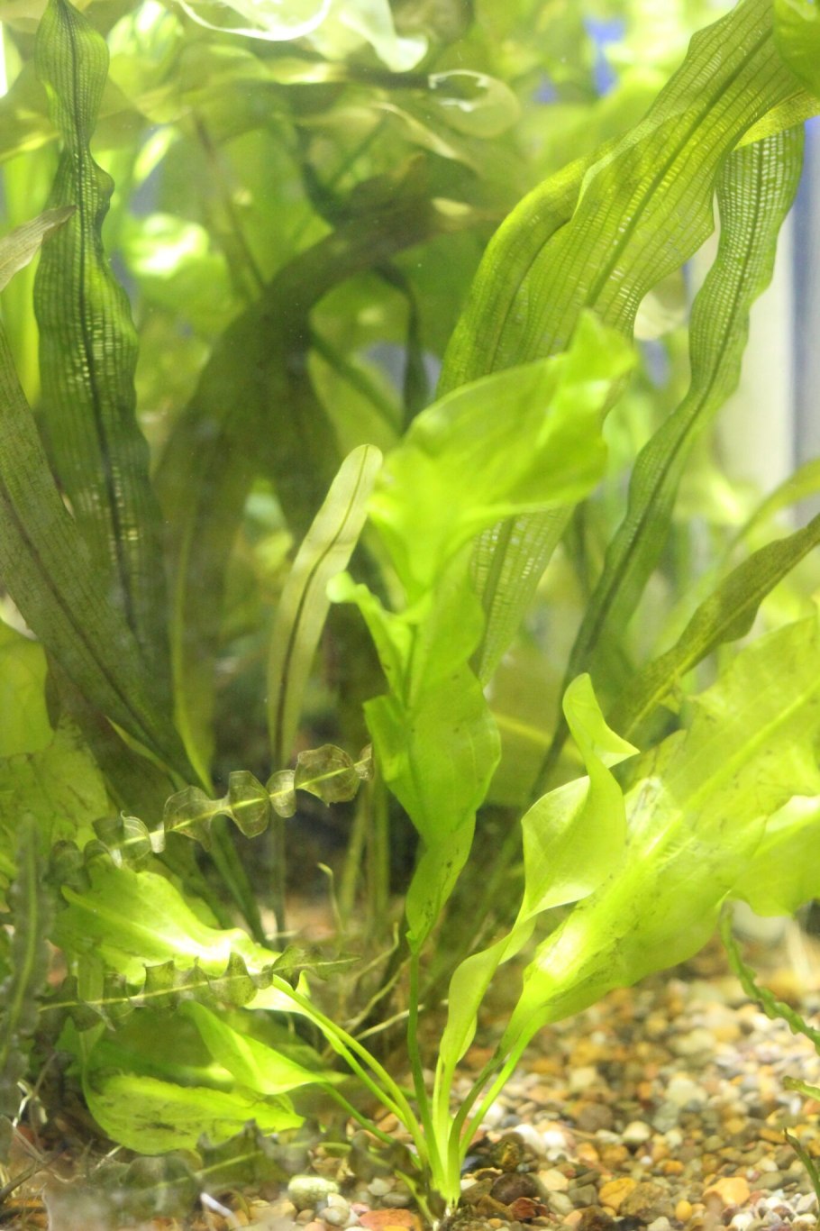 +Aponogeton +abyssinicus