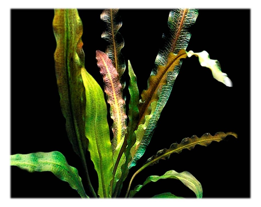 Aponogeton longiplumulosus