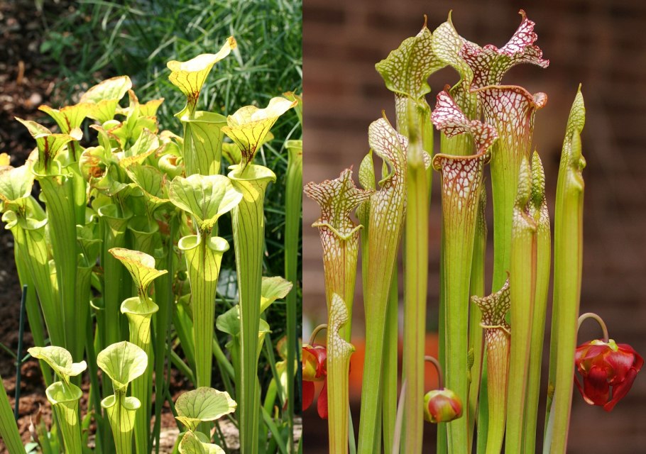 Саррацения (Sarracenia)