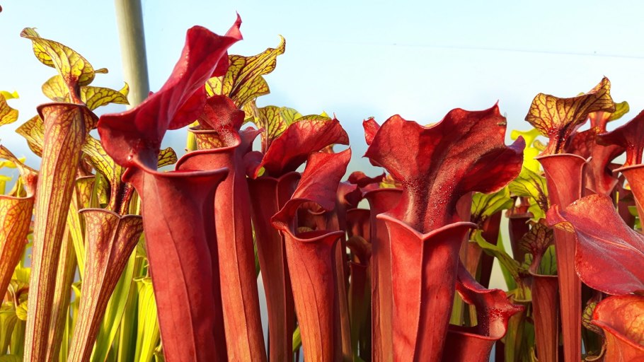 Sarracenia purpurea гомеопатия