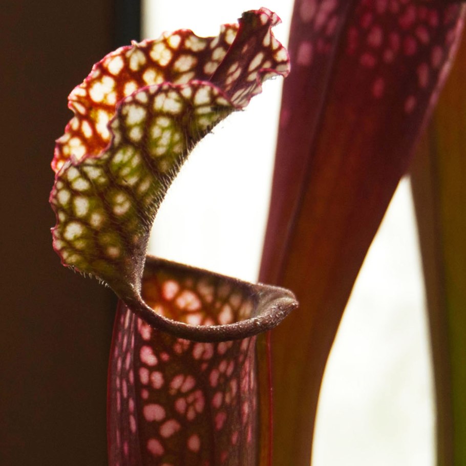 Sarracenia leucophylla
