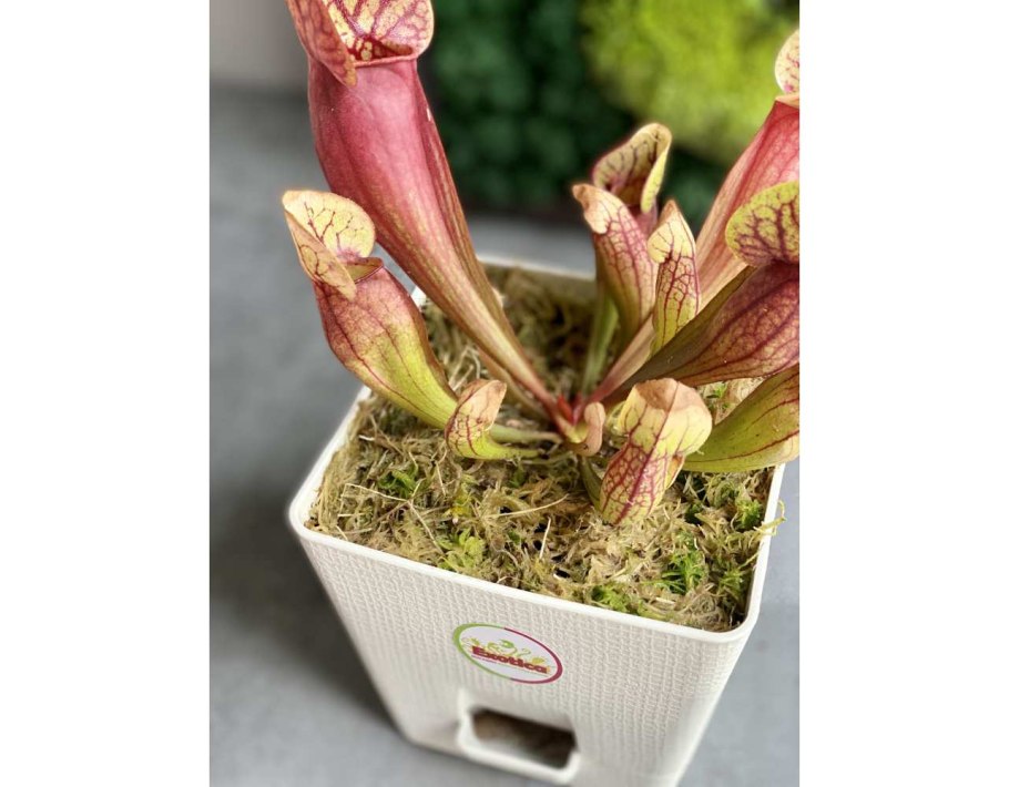 Саррацения Лейкофилла Sarracenia leucophylla