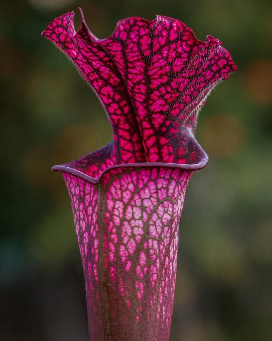 Sarracenia ликер