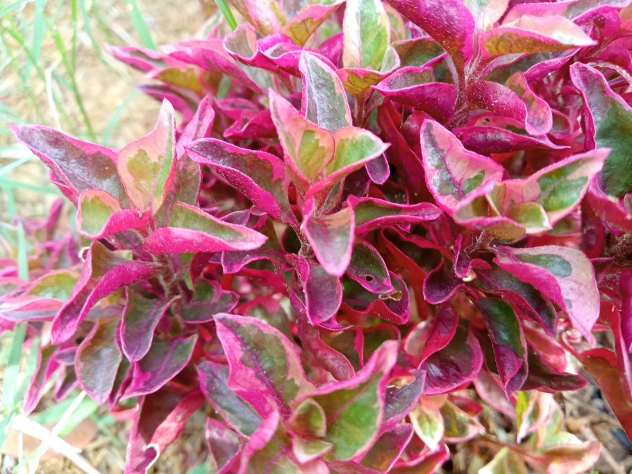 Alternanthera bettzickiana