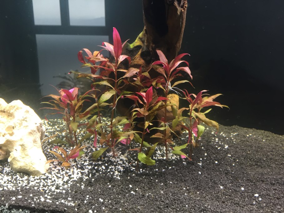 Alternanthera ficoidea