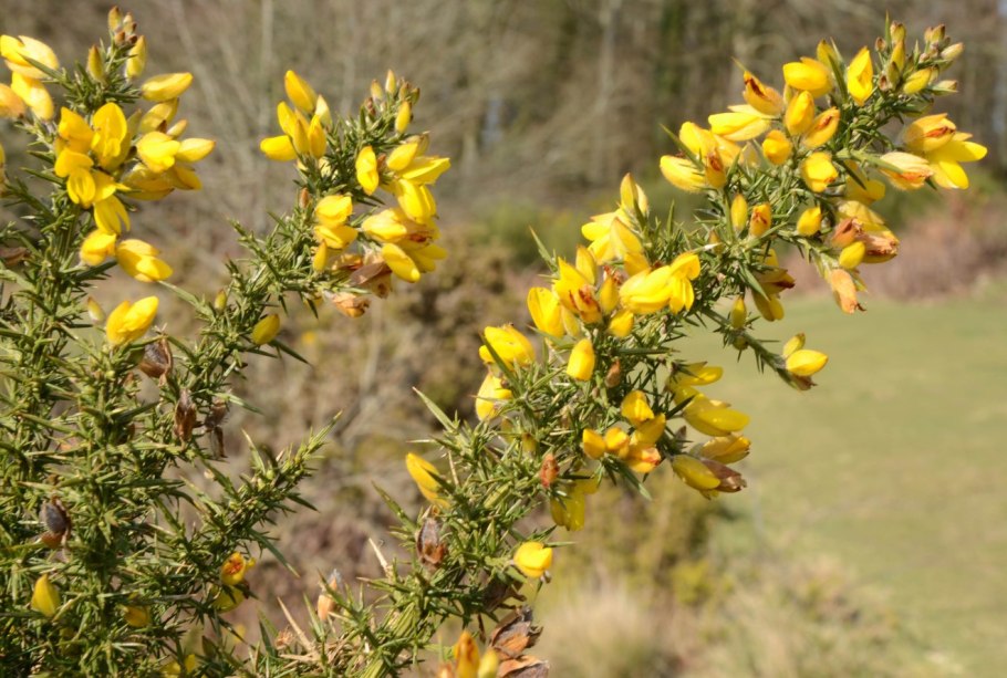 Улекс камень