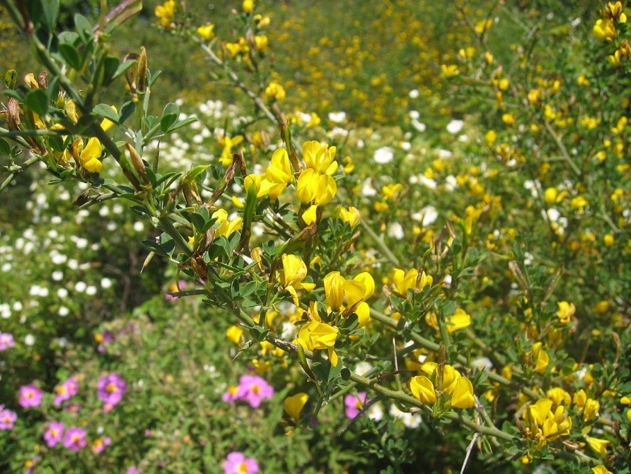 Метельник ситниковый Крым