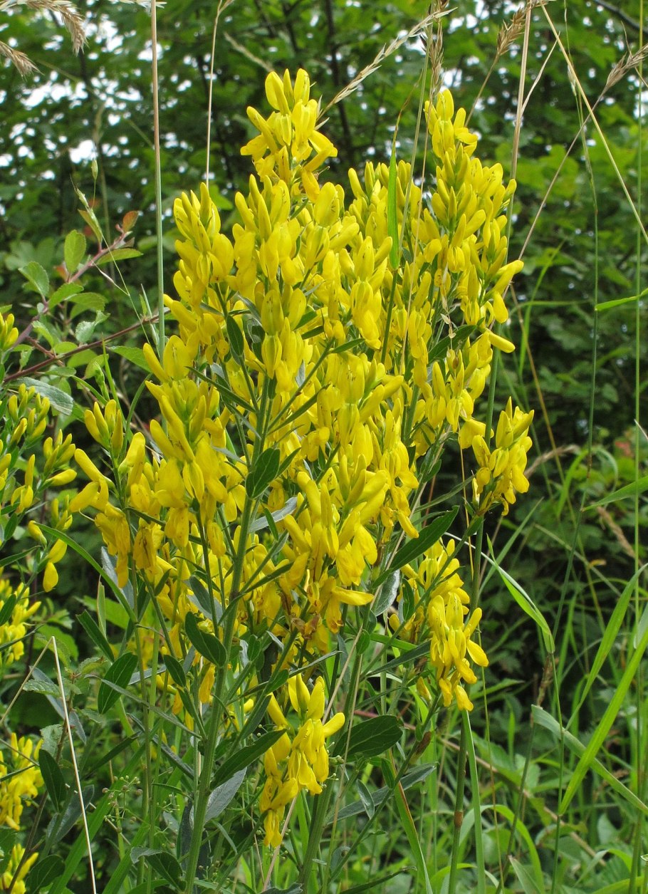 Дрок Донской