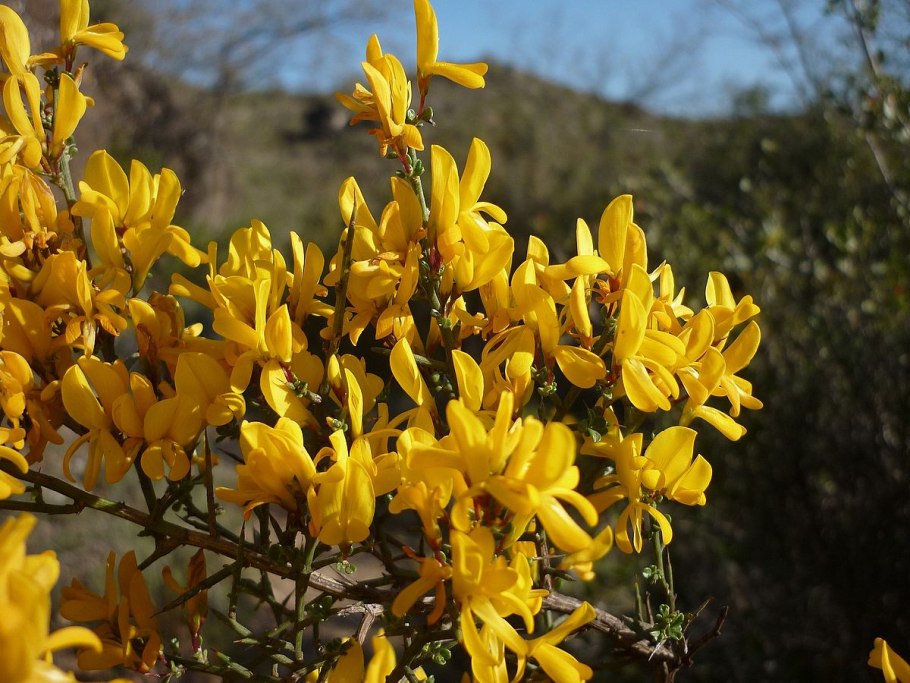 Гениста (Ginster)