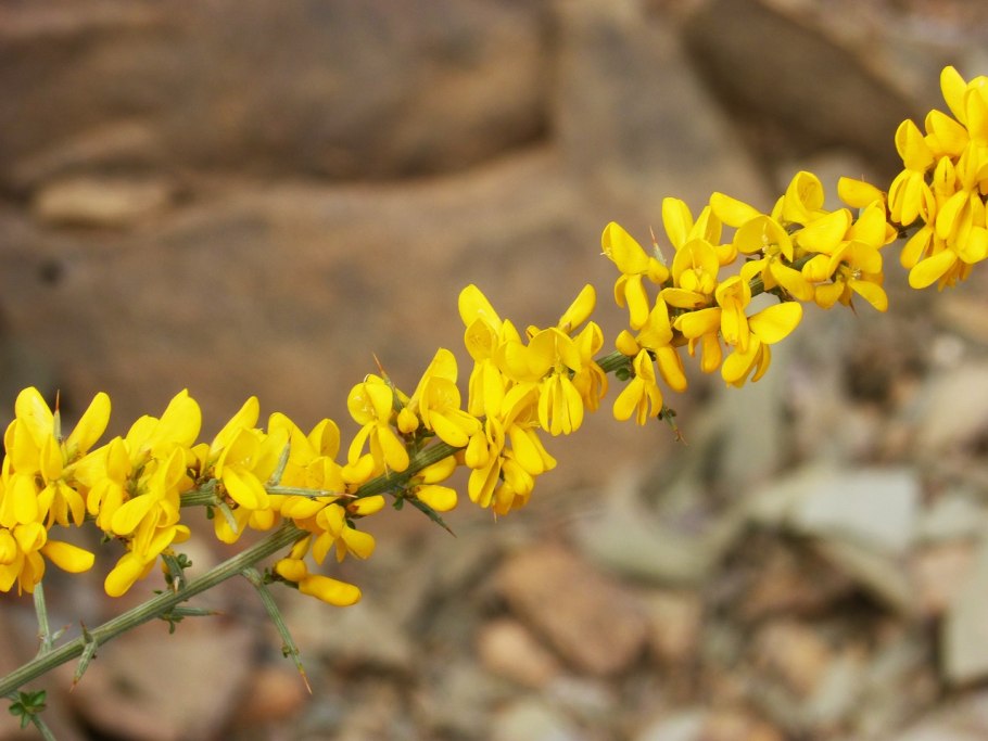 Genista albida
