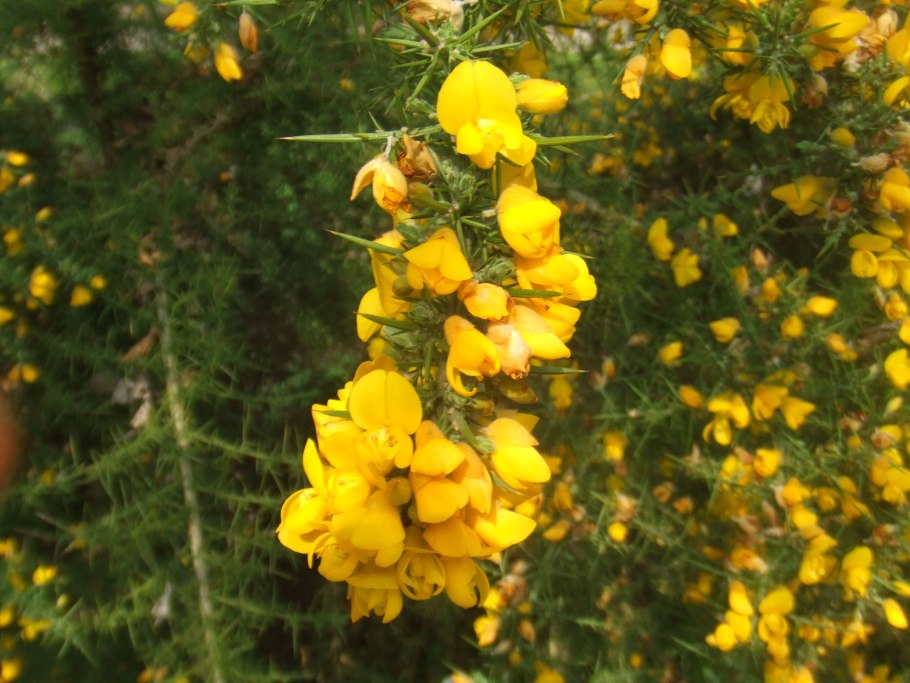 (Genista virgata)