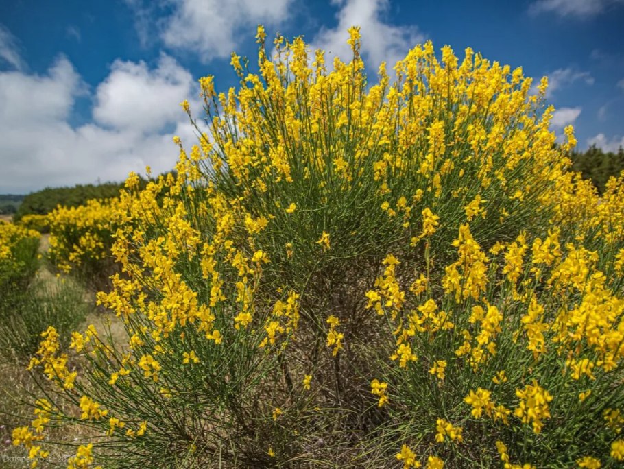 Дрок красильный (Genista tinctoria)