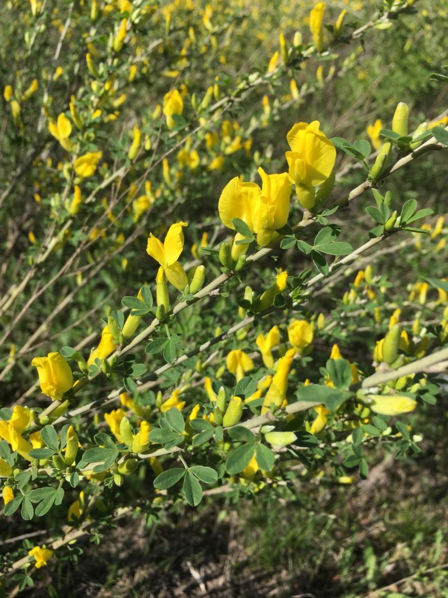 Утесник Европейский (колючий Дрок)