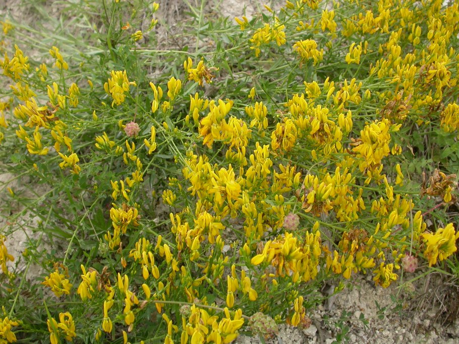 Cytisus Genista