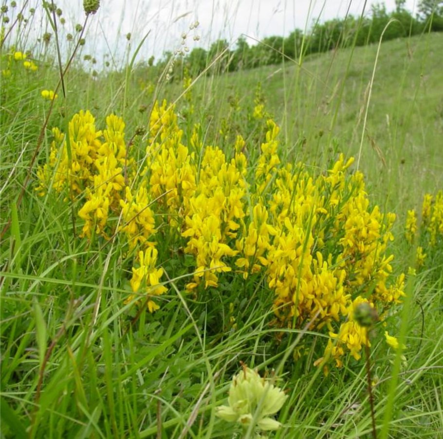 Дрок Скифский