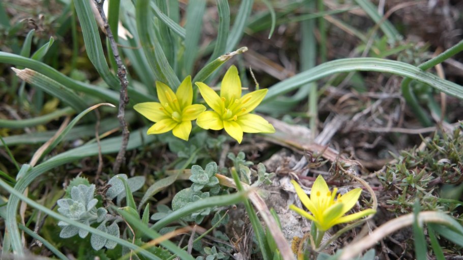 Гусиный лук луковиценосный