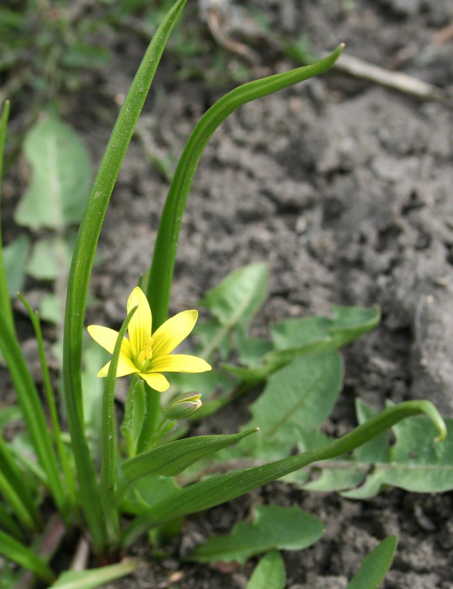 Гусиный лук жёлтый (Gagea lutea)