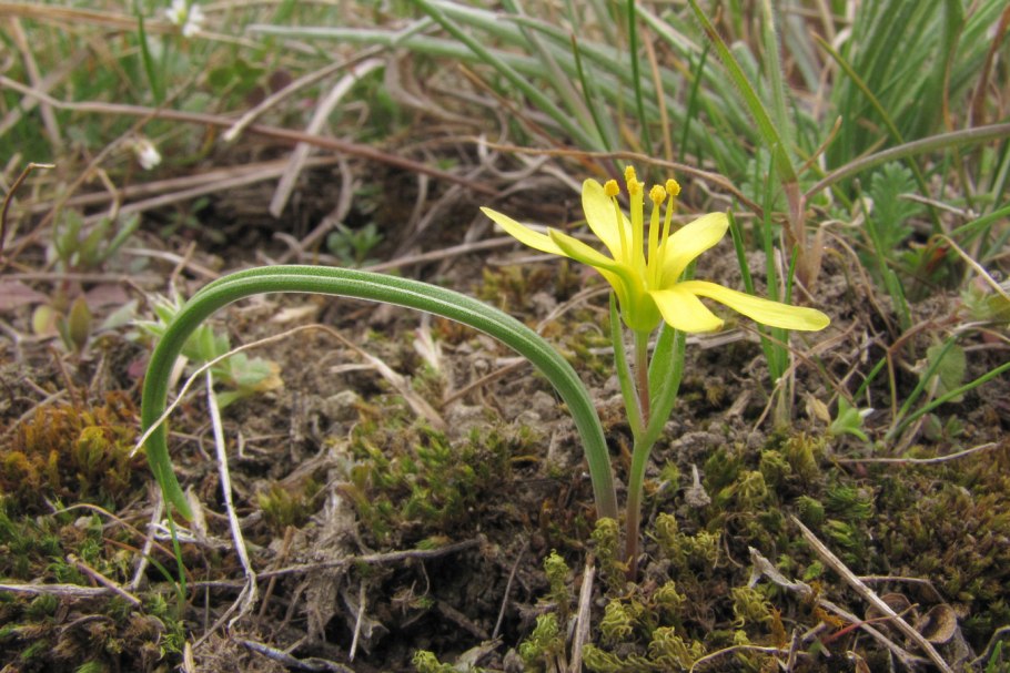 Растения пустынь гусиный лук