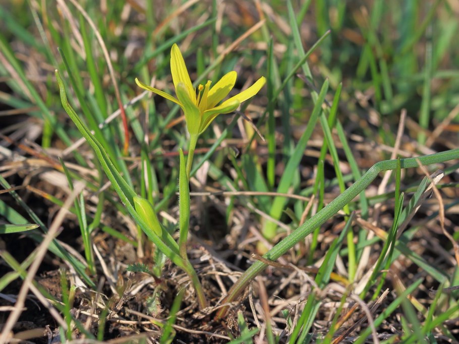 Гусиный лук фото