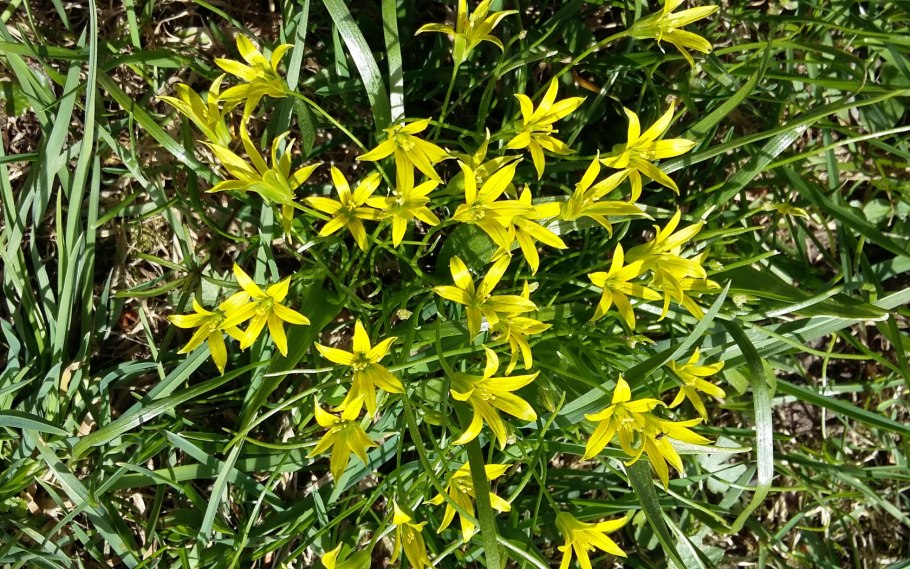 Гусинолук гиенский