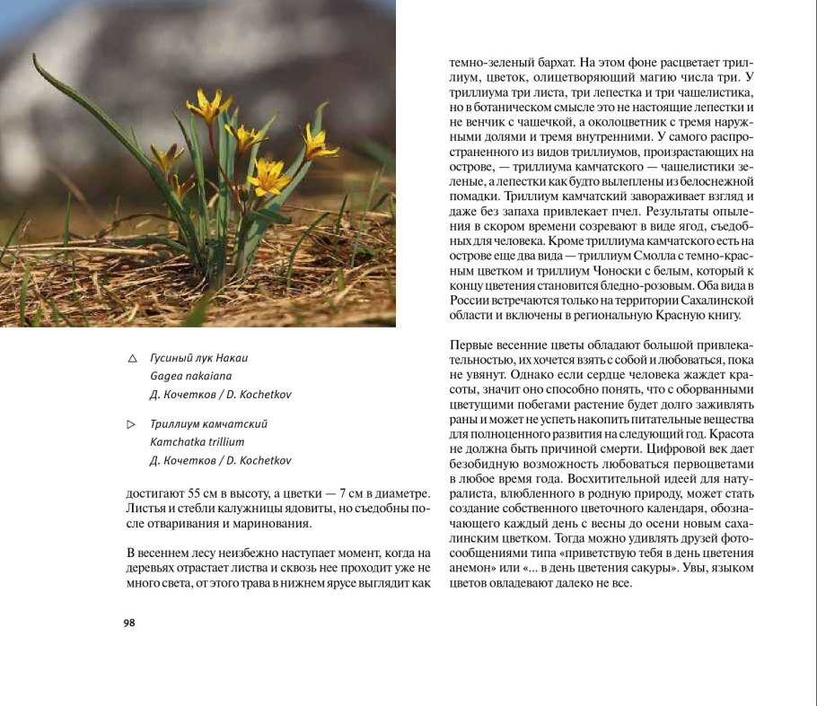 Жёлтый Подснежник гусиный лук