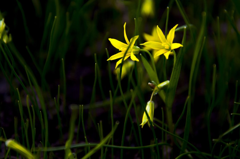 Гусиный лук (Gagea pusilla