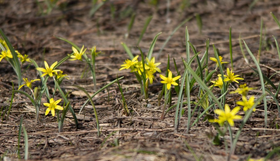 Подснежники гусиный лук