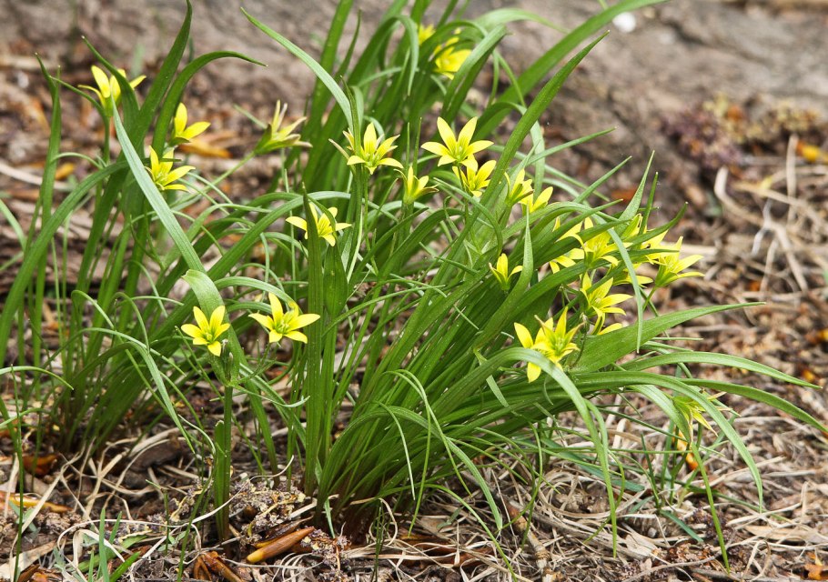 Желтая (p. lutea).
