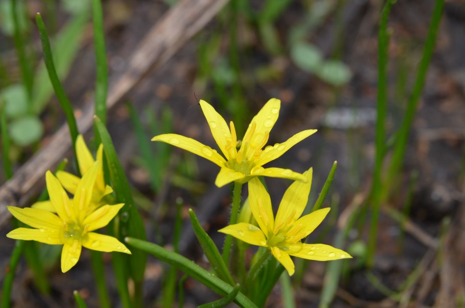 Gageaminima (l.) ker-Gawl. - Гусиный лук малый сем. Liliaceae – Лилейные