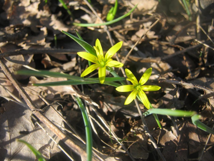 Первоцвет гусиный лук