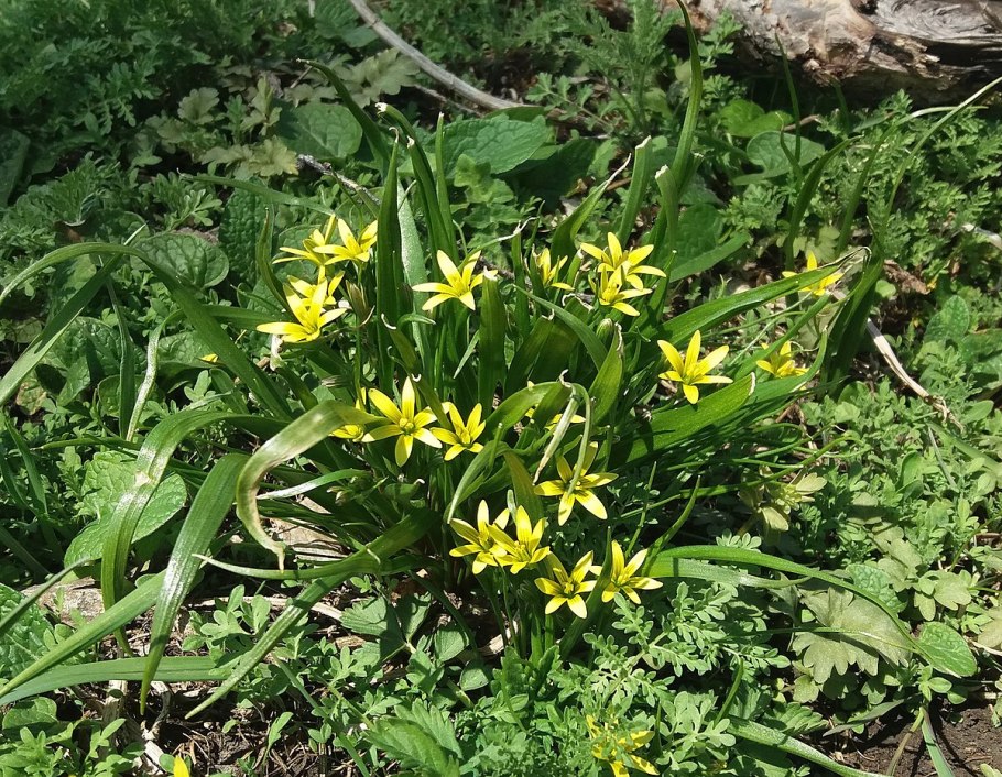 Гусинолук Федченко