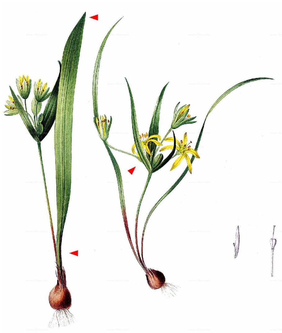 Гусиный лук жёлтый