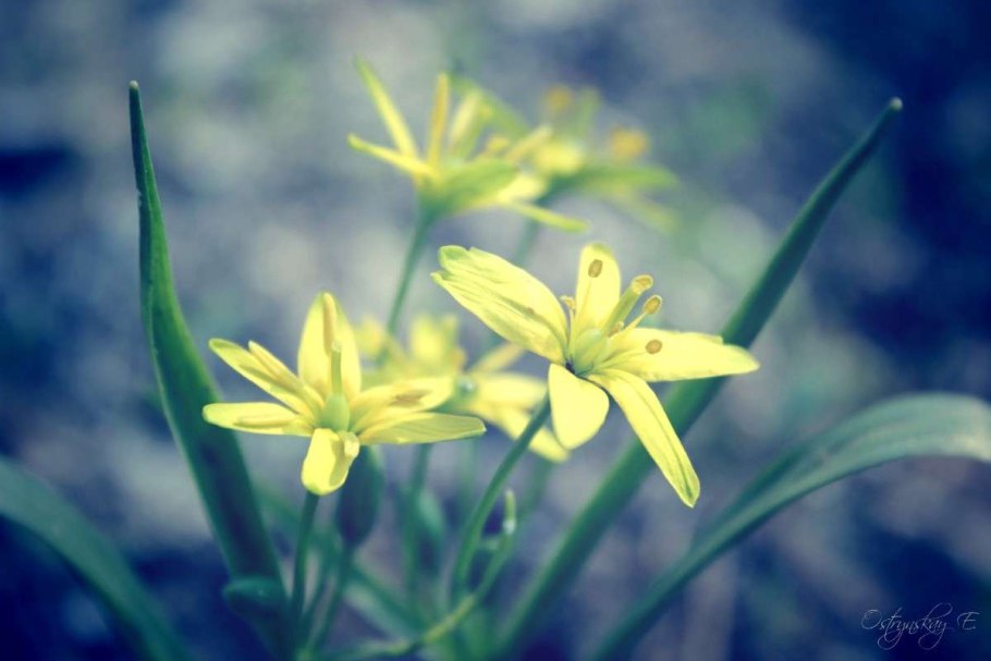 Гусиный лук цветок белый