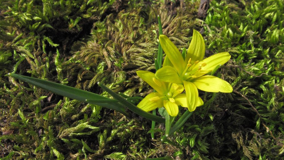 Гусиный лук Ненецкий