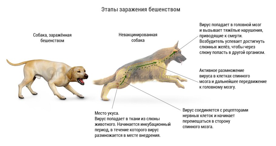 Спаривание собак