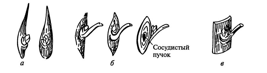 Вакцинация собак в приюте