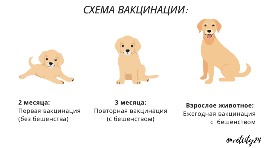 Прививки щенкам