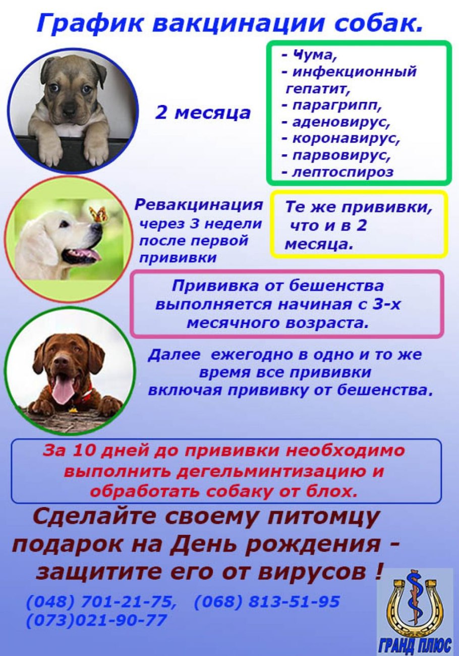 График прививок для щенков лабрадора