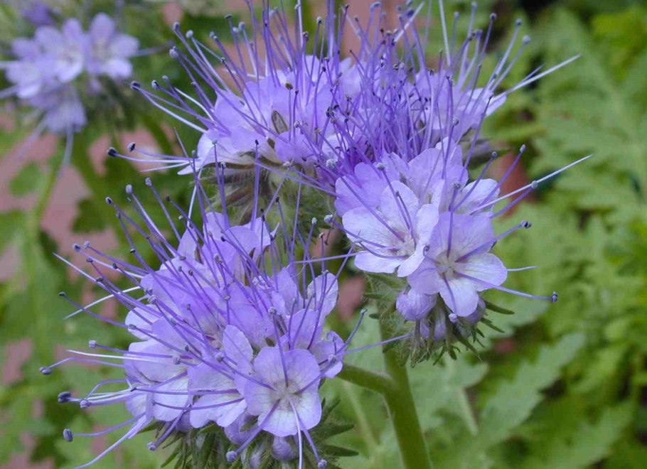 Люпин посевной однолетний