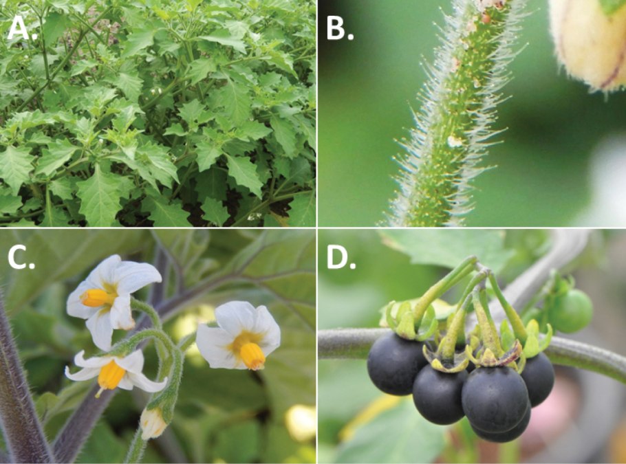 Подсолнечник однолетний