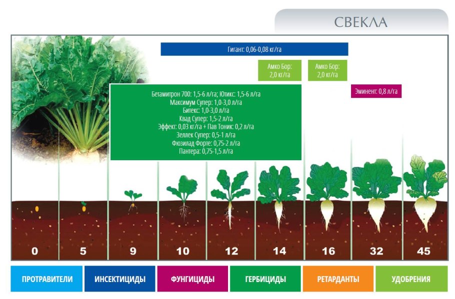 Фазы развития сахарной свеклы схема