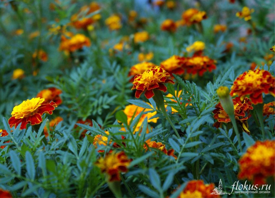 Подставка под георгины своими руками