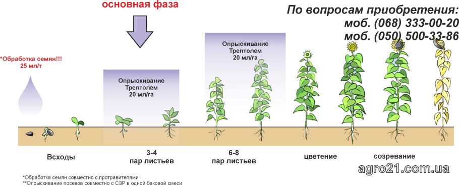 Сальвия Виктория Блю