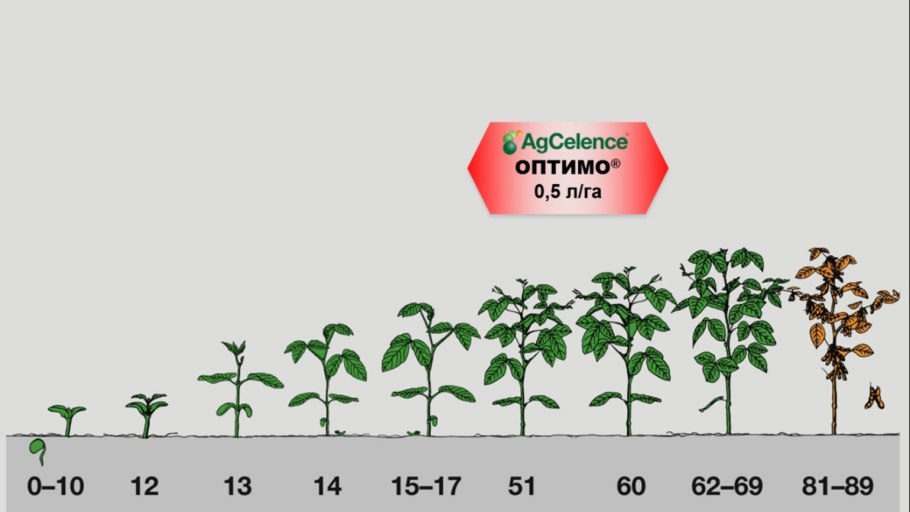 Фазы вегетации томата