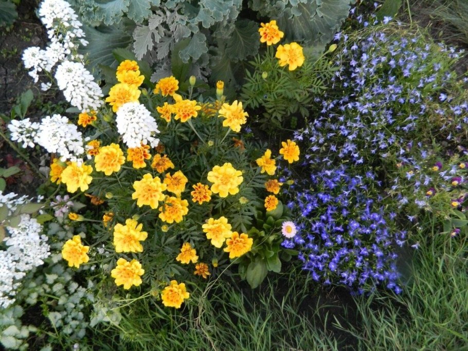 Сбор семян однолетних цветковых растений