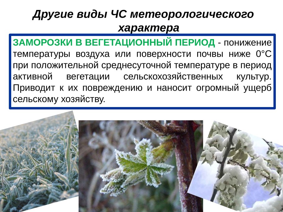 Заморозки в вегетационный период