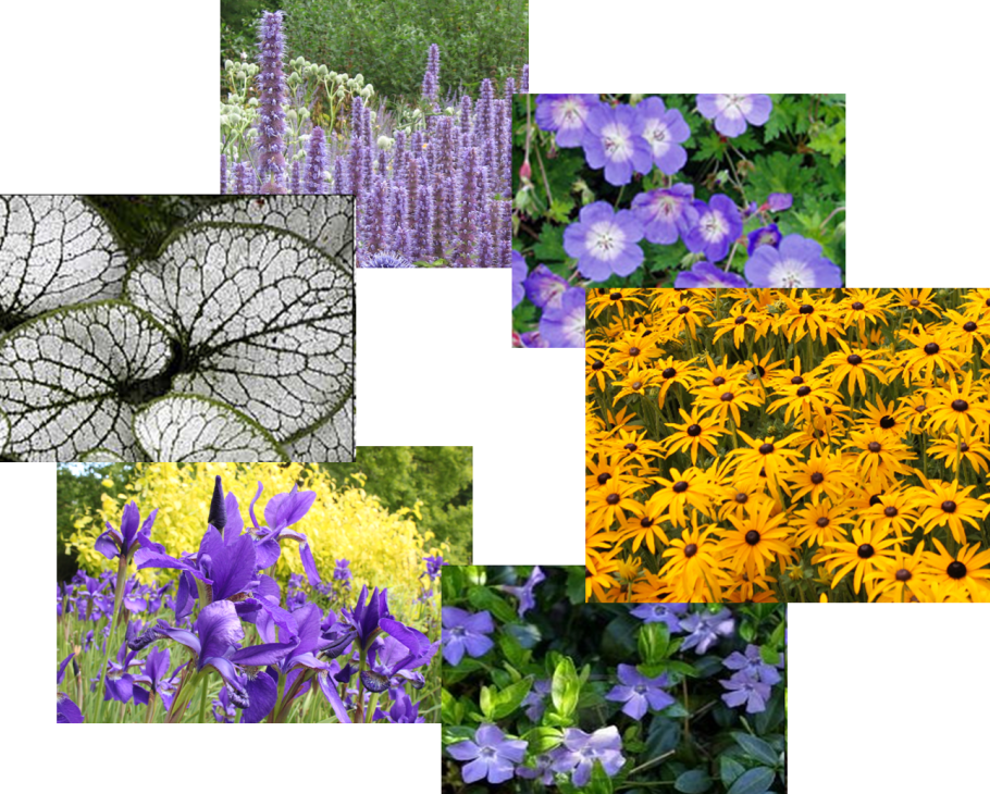 Фаза созревания подсолнечника